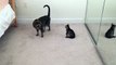 Little cat and her Mom playing in the house