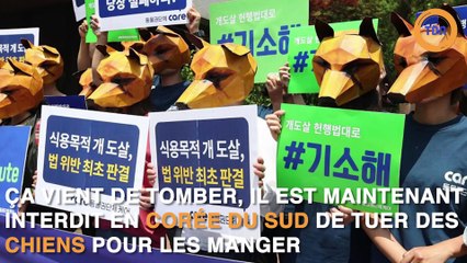 En Corée du Sud, il est interdit de manger de la viande de chiens