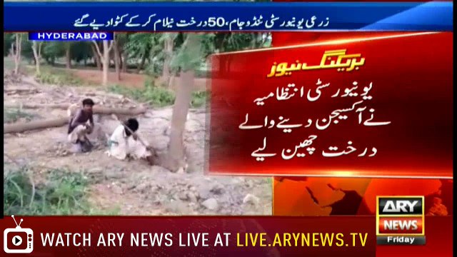 Fifty trees chopped, auctioned at Agricultural University Tandojam