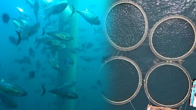 자연산 치어로 참다랑어 양식 성공, 본격 출하 / YTN