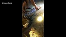 Python swallows and then vomits whole pet dog in rural China
