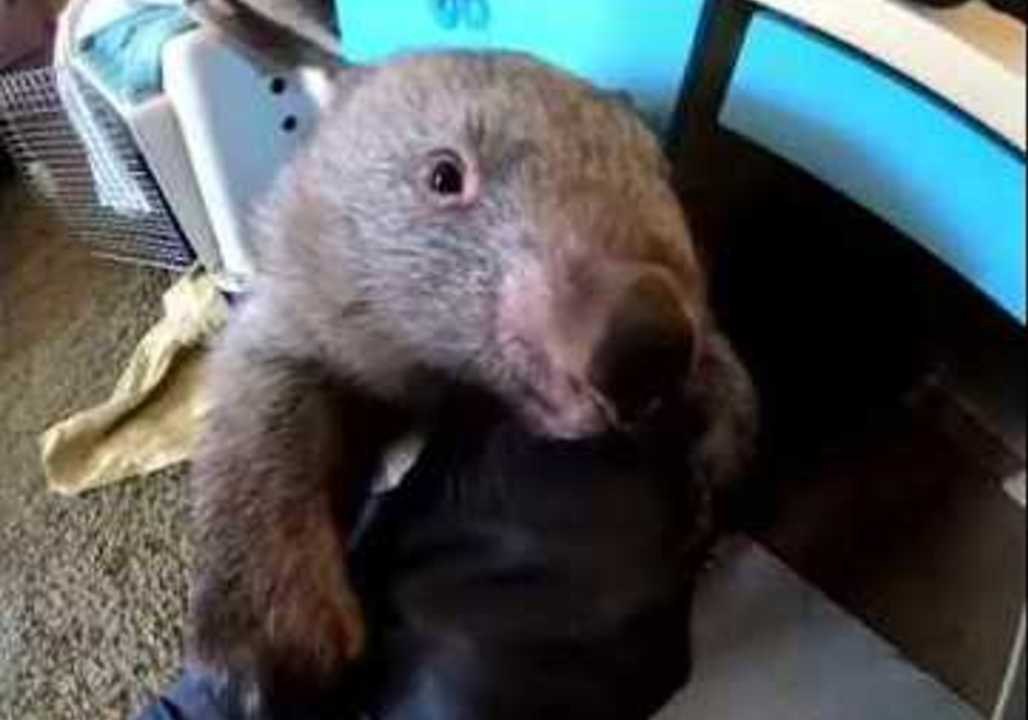 Carer Juggles Two Adorable Wombats in New South Wales, Australia