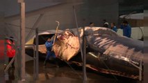 L'Islande reprend la chasse à la baleine