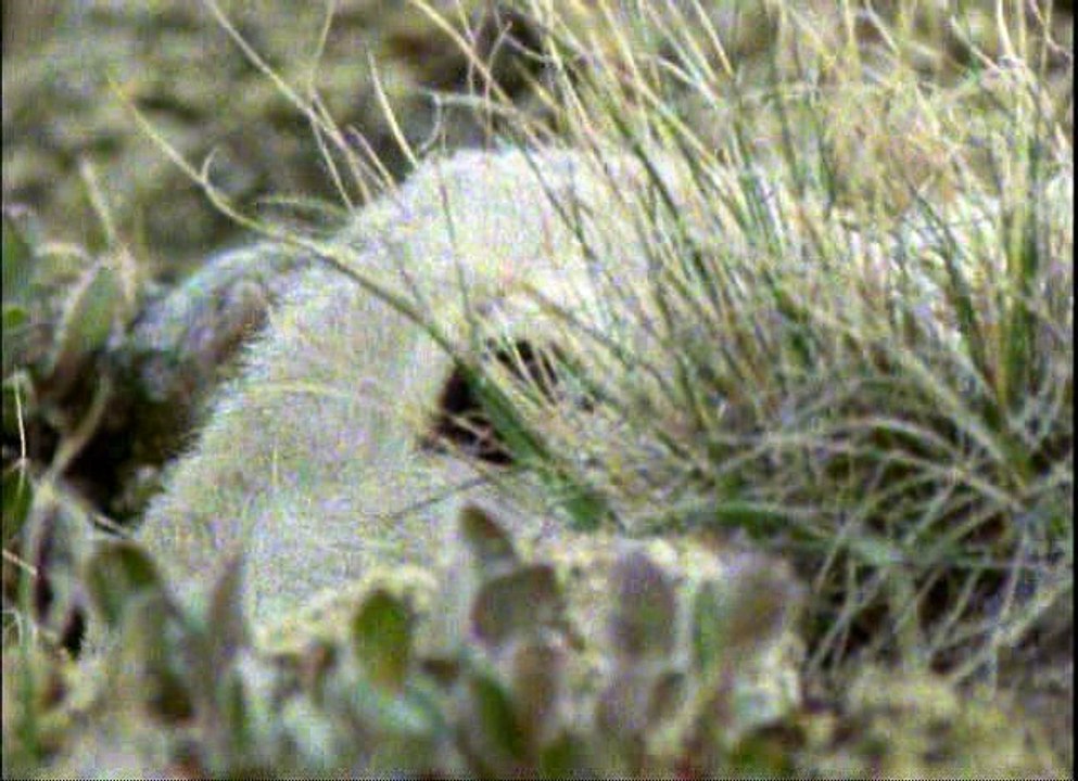 Vadvilág  - 09 - A farkas