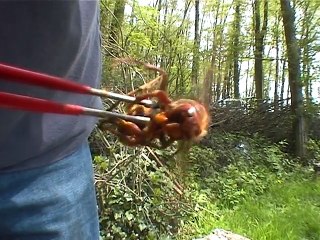 Ceci est une reine FRELON de la taille d'un doigt !