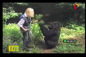 EEUU: muere “Koko”, la gorila que conmovió al mundo