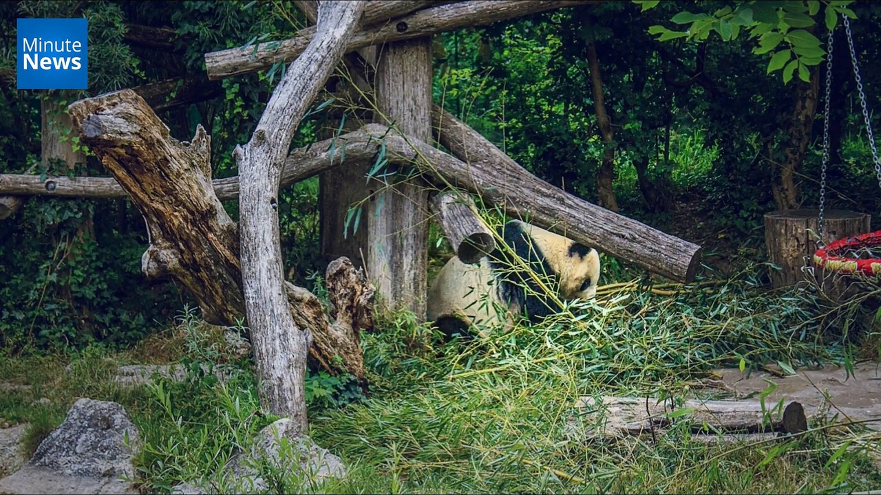 Pour la première fois en France, un panda géant va avoir des bébés !