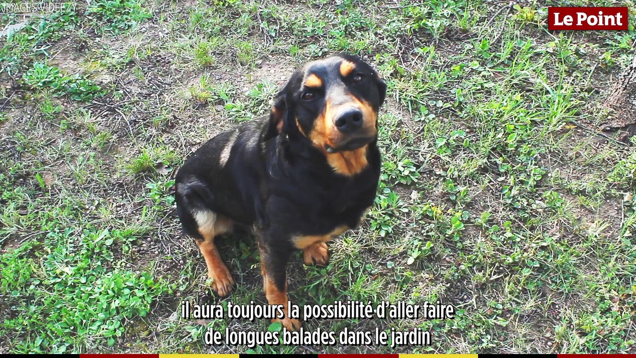 Les bons conseils de Thierry Bedossa : Comment faire cohabiter plusieurs animaux ?