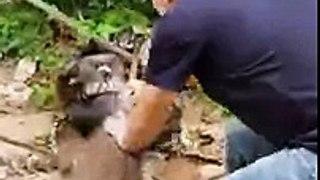 Dog saved from giant Python...!!!Stunning Footage...!!!