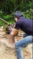 Dog saved from giant Python...!!!Stunning Footage...!!!