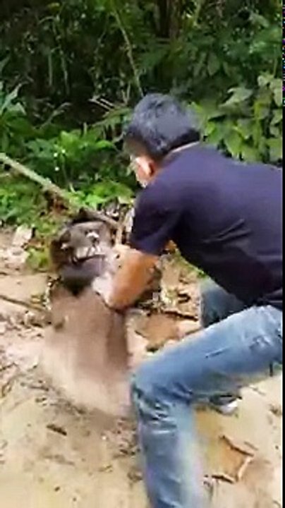 Dog saved from giant Python...!!!Stunning Footage...!!!