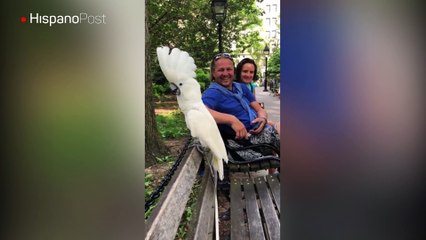 En Nueva York vive una cacatúa que se cree perro y ladra como tal