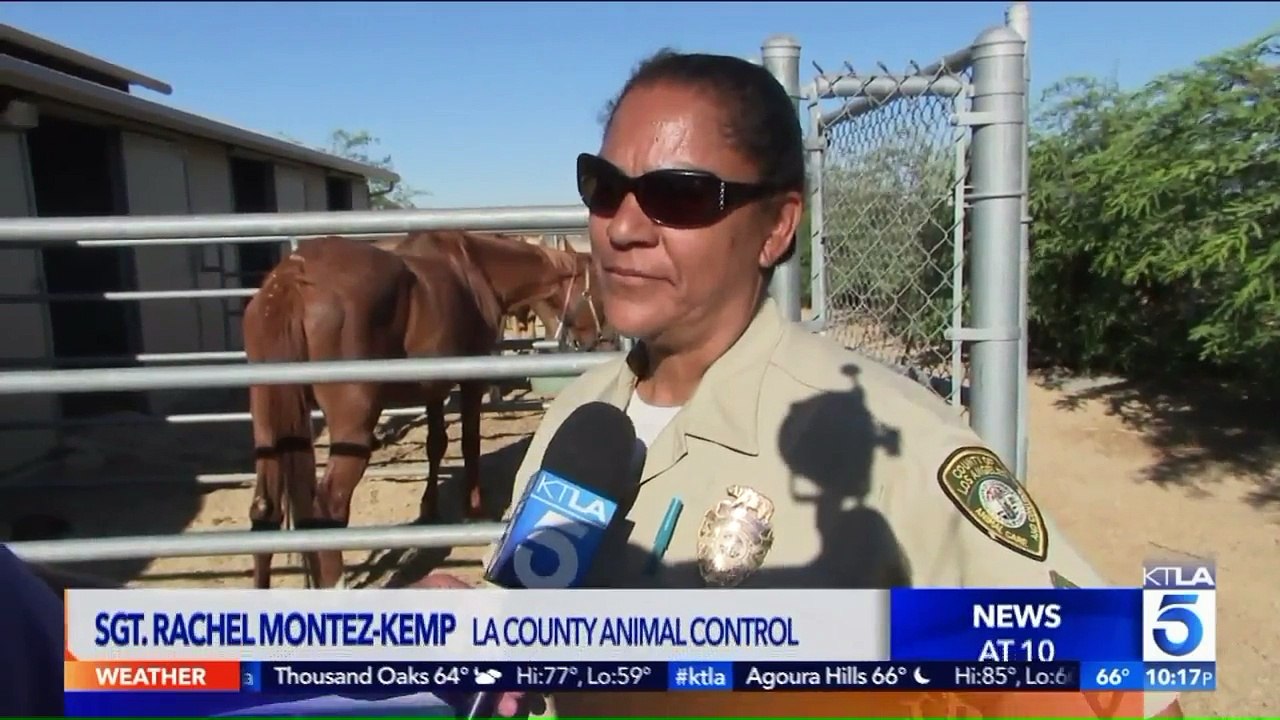 More Than 20 Neglected Horses Rescued from California Ranch