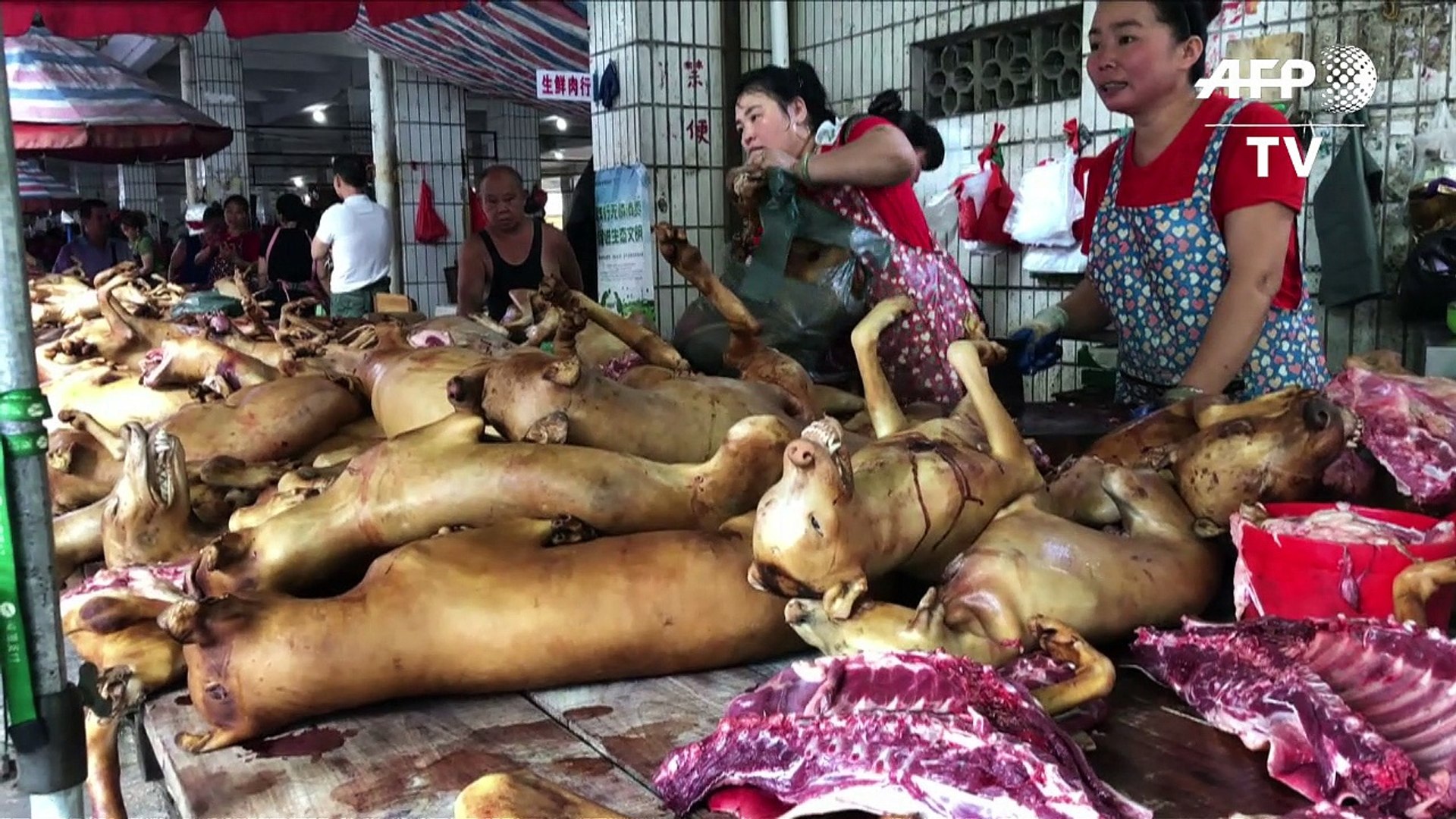Perros en el menú del festival chino de carne canina - Vidéo Dailymotion