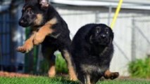 german shepherd k9 police puppies