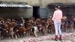 Elle dresse et maitrise plus de 50 chiens de chasse... Joli