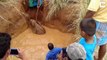 Sauvetage d'un bébé éléphant coincé dans la boue !