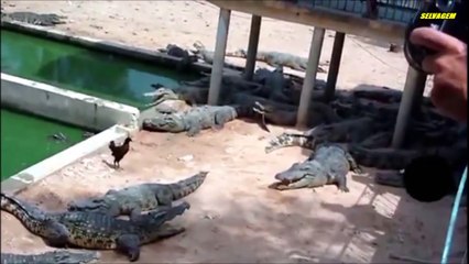 Cette poule marche au milieu.. de CROCODILES !