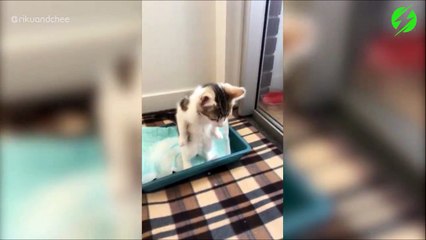 Ce chaton fait popo comme un humain... Trop mignon
