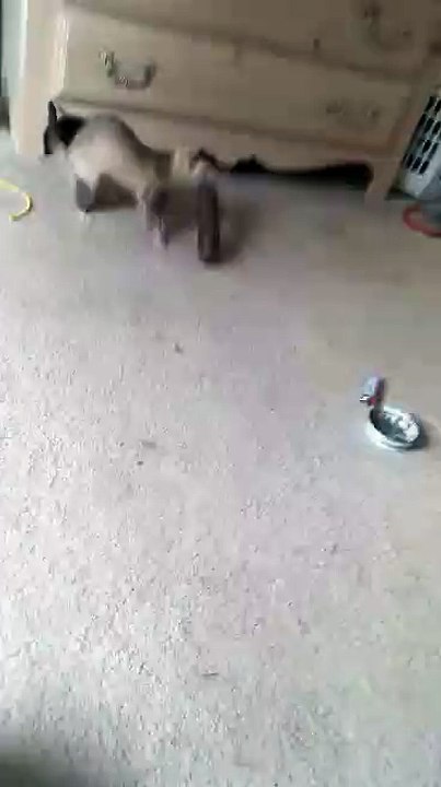 When Your Ferret Grabs the Wrong Toy