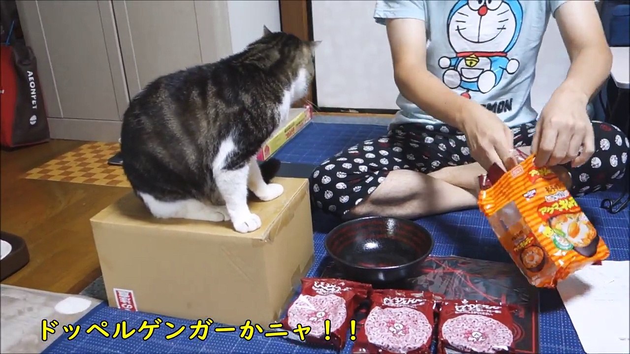 チキンラーメン作りを見守る猫☆パパと一緒にごちそうタイムのリキちゃん☆アクマのキムラーを特別な器&ランチョンマットで作る【リキちゃんねる　猫動画】Cat video　キジトラ猫との暮らし