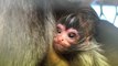 Endangered Spider Monkey Welcomes New Addition to Family at Melbourne Zoo