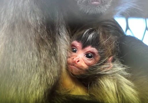 Endangered Spider Monkey Welcomes New Addition to Family at Melbourne Zoo
