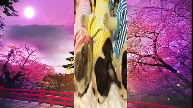 TRY NOT TO LAUGH - FUNNY ANIMALS Compilation - Cute Dogs & Cats - Funny Vines June 2018