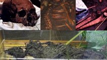 DNA Results of Ancient Native American Mummies