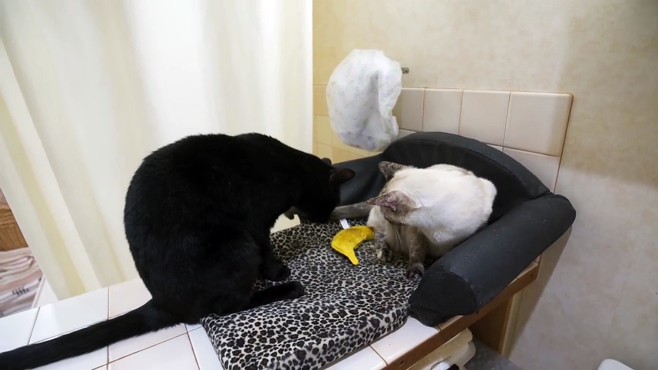 Cats will make you Laugh - funny cat bloopers