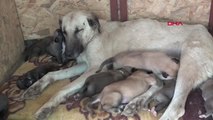 Edirne Sokak Köpeği 'Leydi', 15 Yavruya Annelik Yapıyor