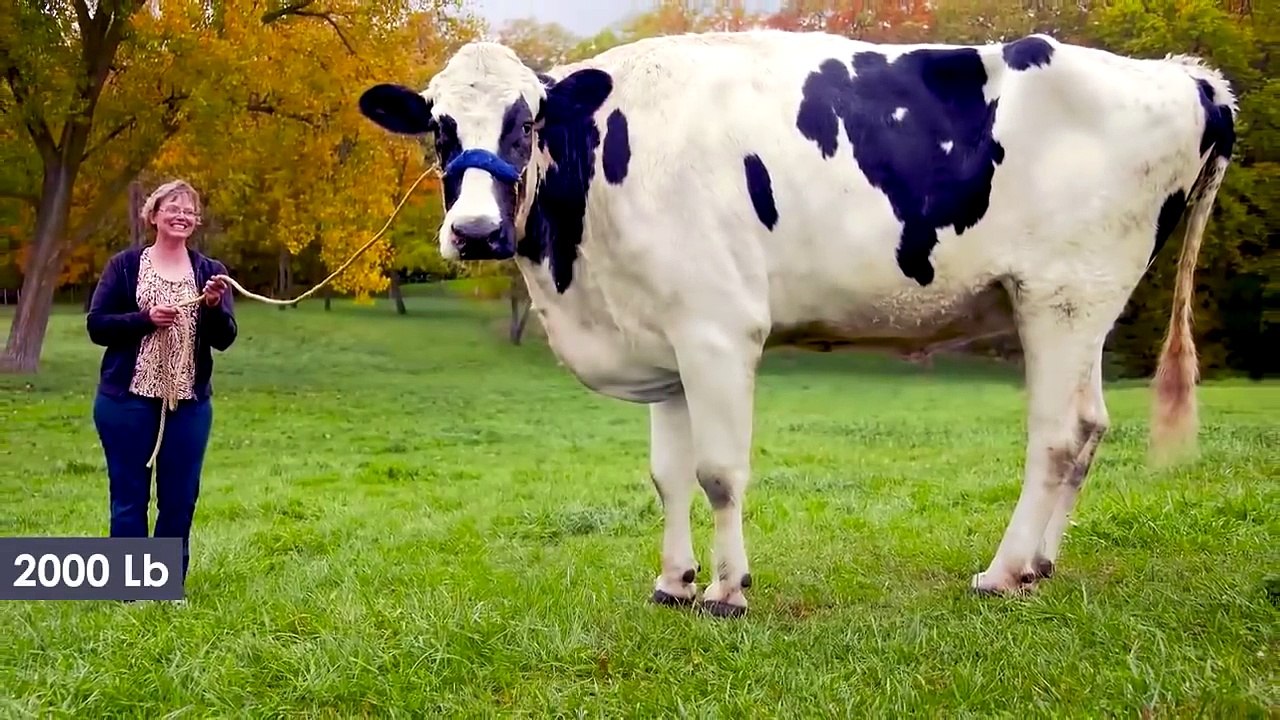 10 Abnormal Große Tiere die es wirklich gibt