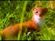 weasel facts  Black Brown White -  weasel photos pictures