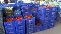 Antalya’da domates fiyatları yüzde 400 arttı...‘Tuta’ domates fiyatlarına tavan yaptırdı