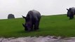 Des rhinocéros chargent une voiture