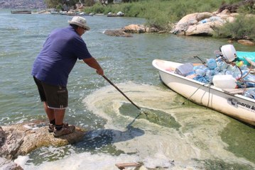 Bafa Gölü Yine Yeşile Boyandı