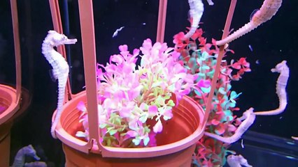 LEARN SEA ANIMALS WITH IGORCHIK , Educational videos for toddlers