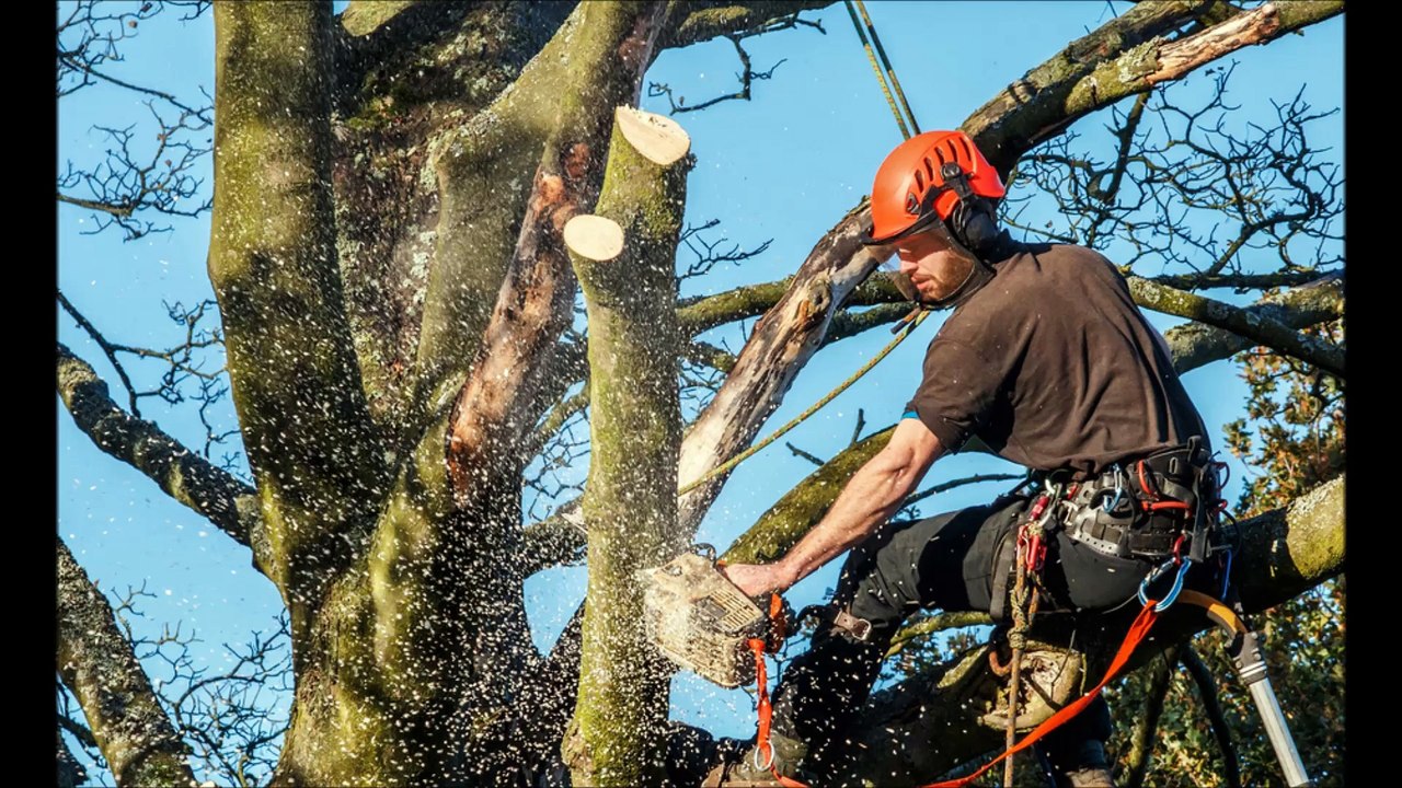 Emergency Tree Removal Sydney