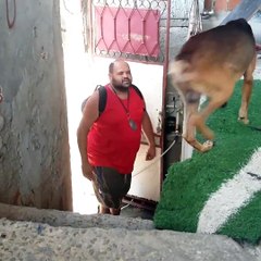 Dogs really are a man’s best friend ❤️Credit: ViralHog