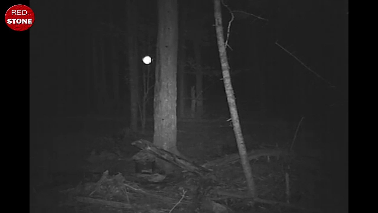 Caught the luminous balls of UFO orbs while watching the animals at night