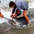 Fishermen remove hook from shark's mouth at Warnbro Beach Credit: storyful