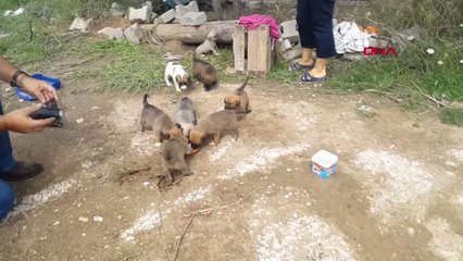 Osmaniye Yağmur Suyunda Kalan 10 Yavru Köpeğe Sahip Çıktı
