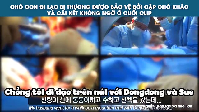 CHÓ CON ĐI LẠC BỊ THƯƠNG ĐƯỢC BẢO VỆ BỞI CẶP CHÓ KHÁC VÀ CÁI KẾT KHÔNG NGỜ Ở CUỐI CLIP