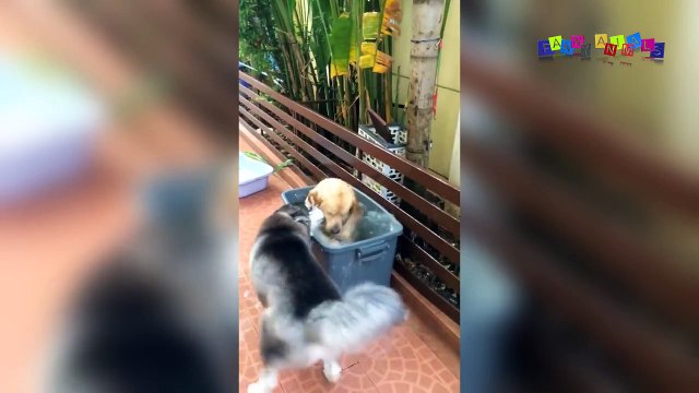 Приколы про собак. Здравствуй пи...ец.