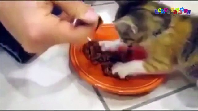 Смешное видео про собак и кошек. Злой котенок.