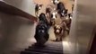 These super intelligent dogs wait patiently for their turn, going up the stairs only once mom has called out their name Pass it on!