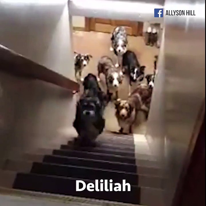 These super intelligent dogs wait patiently for their turn, going up the stairs only once mom has called out their name Pass it on!