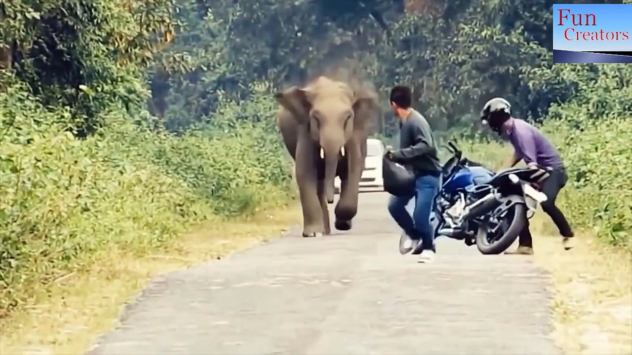 Animals attacks & funny videos