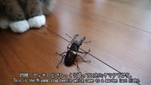 クワガタとねこ。-Stag beetle and Maru&Hana.-