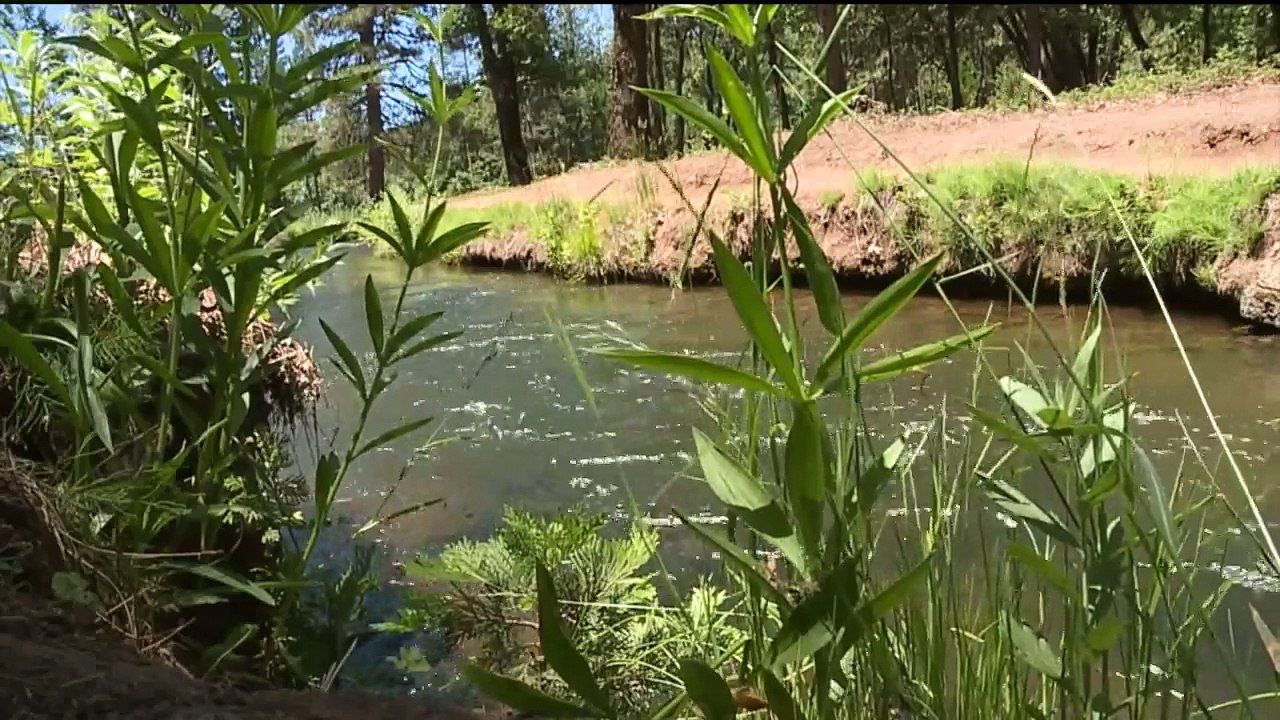 `I Just Did the Best That I Could:` Hiker Rescues Drowning Woman in Northern California